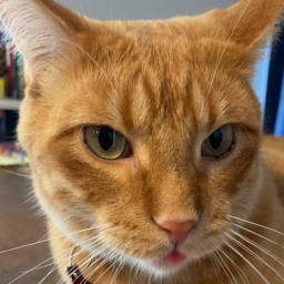 Da mew