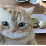 kittybleach