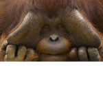 Monke cult!!!!