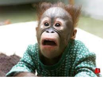 Monkeys is Cool