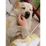 It's cute group chat for dogs