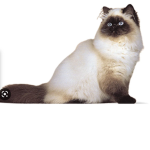 Cat Fam <3