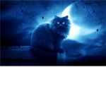 NightClan, Warrior cats.