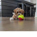 My Dog :v