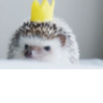 Hedgehog peeps <3