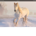 HORSE RIDERS WE LOVE HORSES