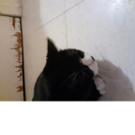 Kitty group yes