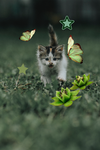 [ COURAGEOUS ‘ PAWS ]