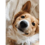 Floofers:)