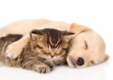 Puppy and kitty fanclub hang out!