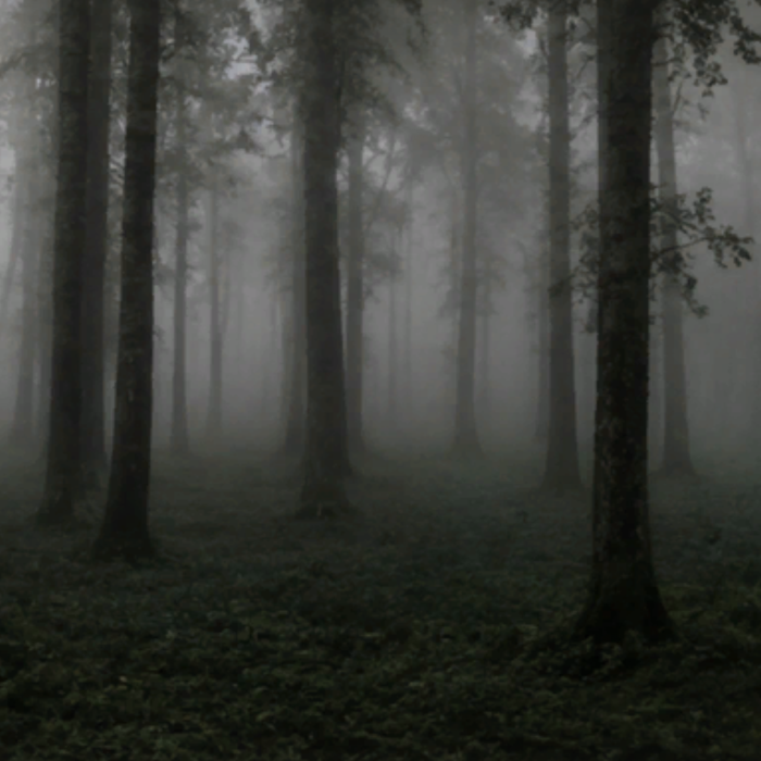 Grunge Forest
