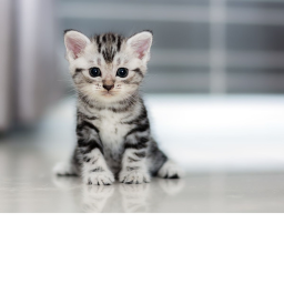 do it for the kitty