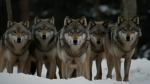 Silver Dawn Wolf Pack