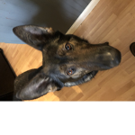 Dog kingom