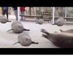 Bouncing seals fan group