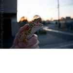 screaming lizard