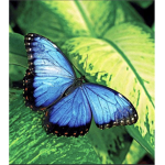 Vibe with butterfly’s
