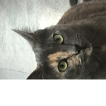 Acatnamespooky’cat