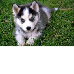 Save the Puppies!!! Attack all doge!