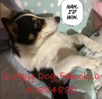 sleepy dog fanclub!!!