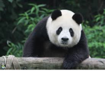 #PANDA NATION PANDAS WIN