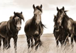Rosemary Creek Hooves EQUESTRIAN