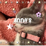 •annas world•