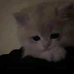 Ego's Store Group Thumbnail