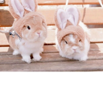 Sherlynxxbunny