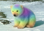 Baby rainbow bears