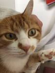 Katzen-Kröte