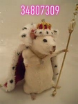 Kingdom Of The Rats