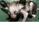 Official Rat Cult for Chads