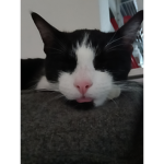 When ur cat is mean