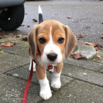 My dog died :( 
