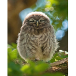 The night owls (og)