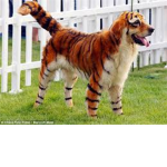 DOGGIE LOVER'S OF ROBLOX