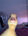 Duck Gang please join