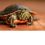 nuggetsturtledip