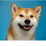 Doge are best!