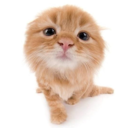 🐈