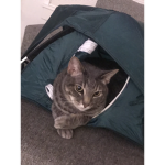 Fat cat place