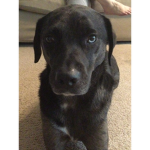 DOGGY ARMY with giveaways