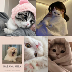 the official cat army!!!<3