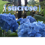 | sucrose |
