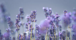 LAVENDER3PLAYZ GROUP