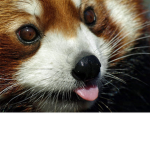 the king ofred panda squad