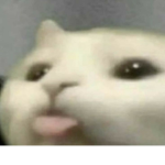 병아리tv 그룹