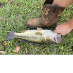 BassBuddies