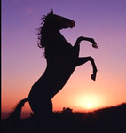 Twilight riding academy.
